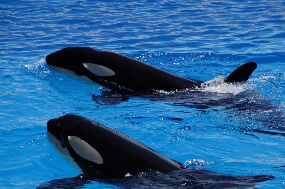 Polémique : Transfert des orques de Marineland vers le Japon